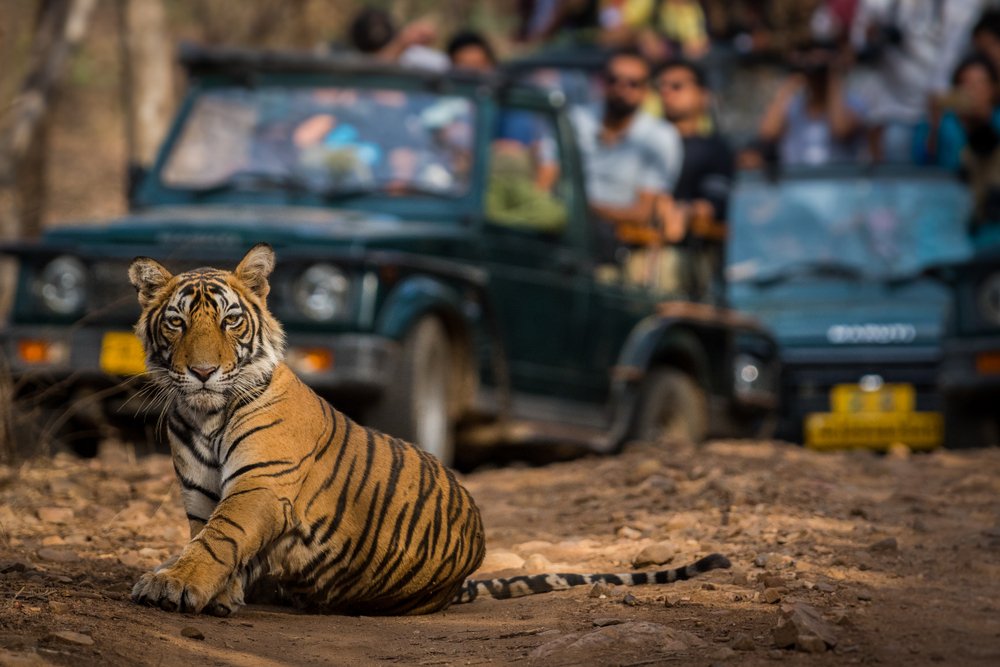 Ranthambore National Park