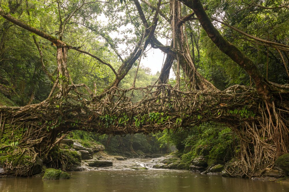 Living Root Bridges, Dawki