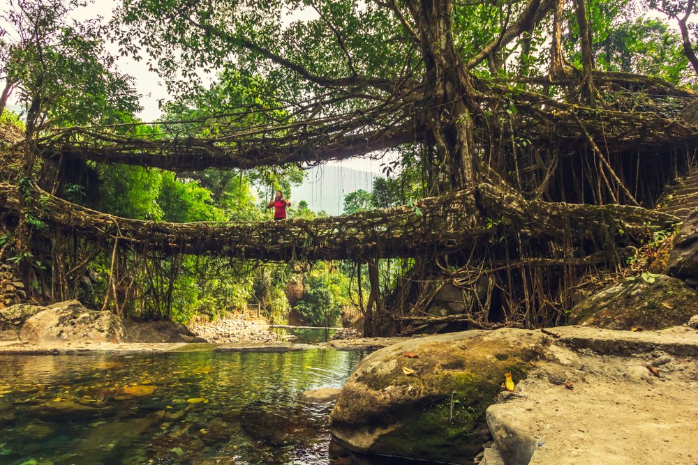 Root Bridges, Meghalaya