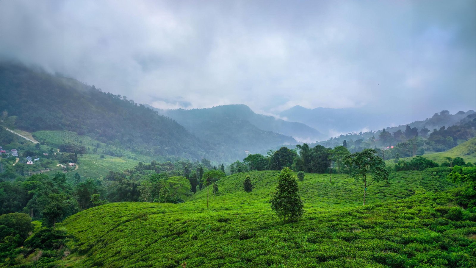 Tea gardens, Darjeeling