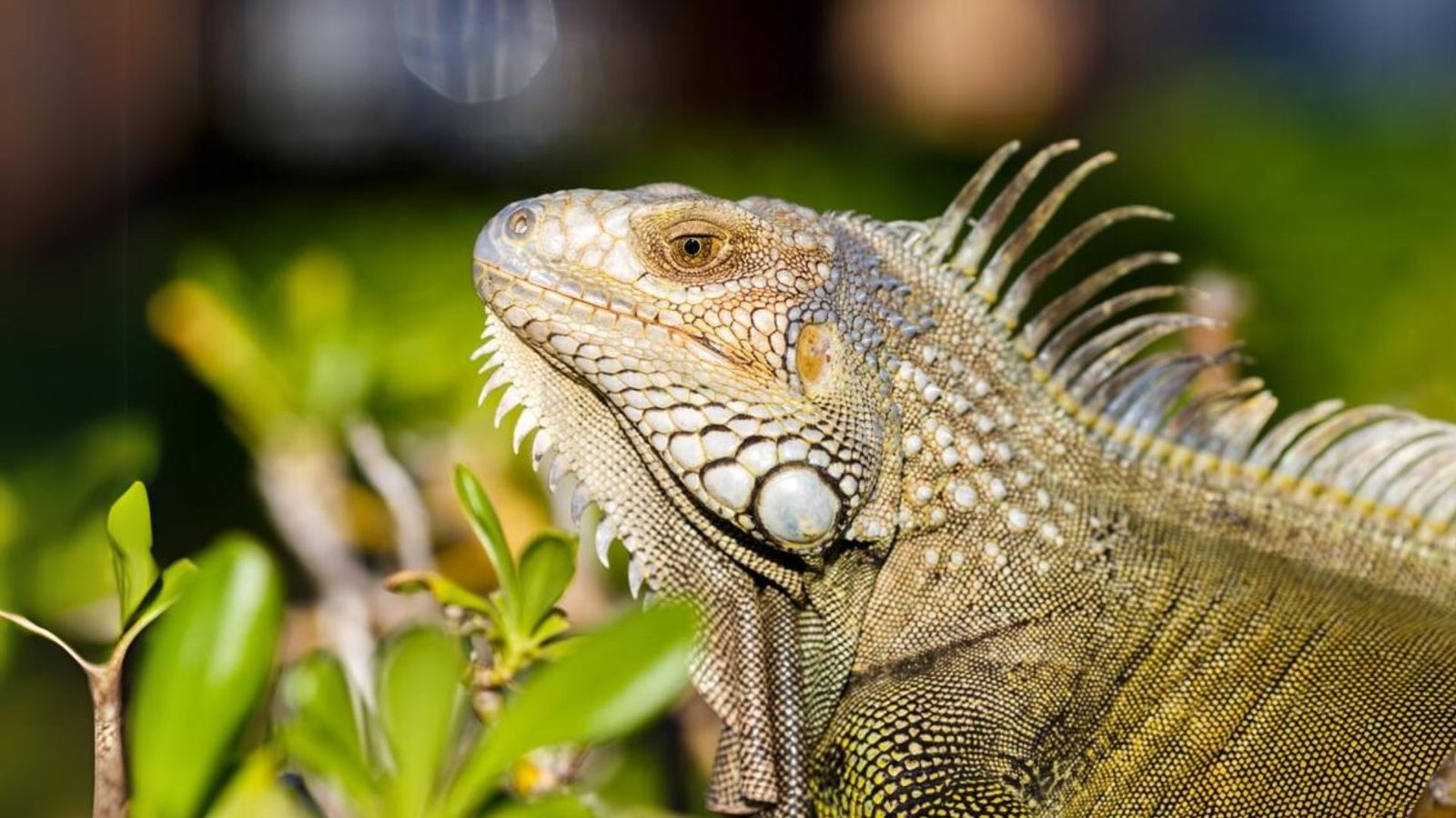 Acres Wildlife Rescue Centre, Singapore