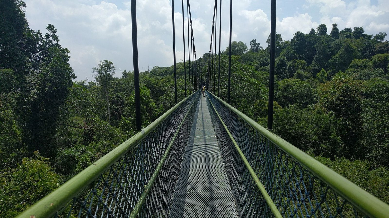 Macritchie Treetop Walk, Singapore