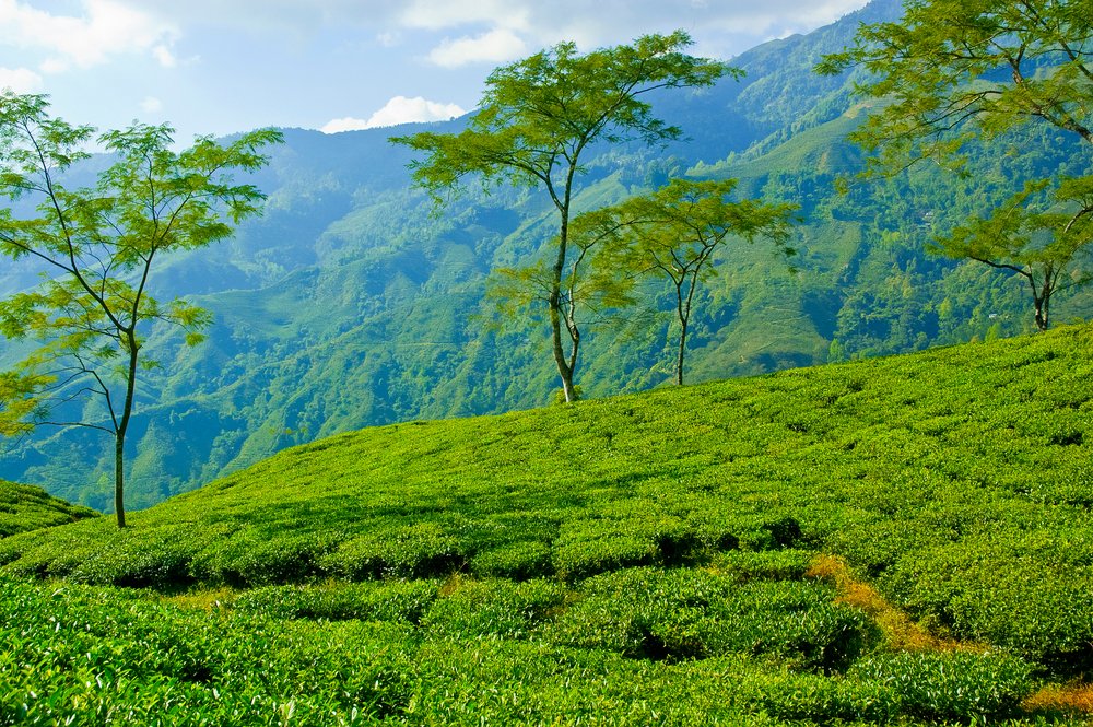 Tea Estates, Darjeeling