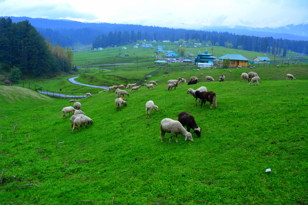 Pulwama in the spring season