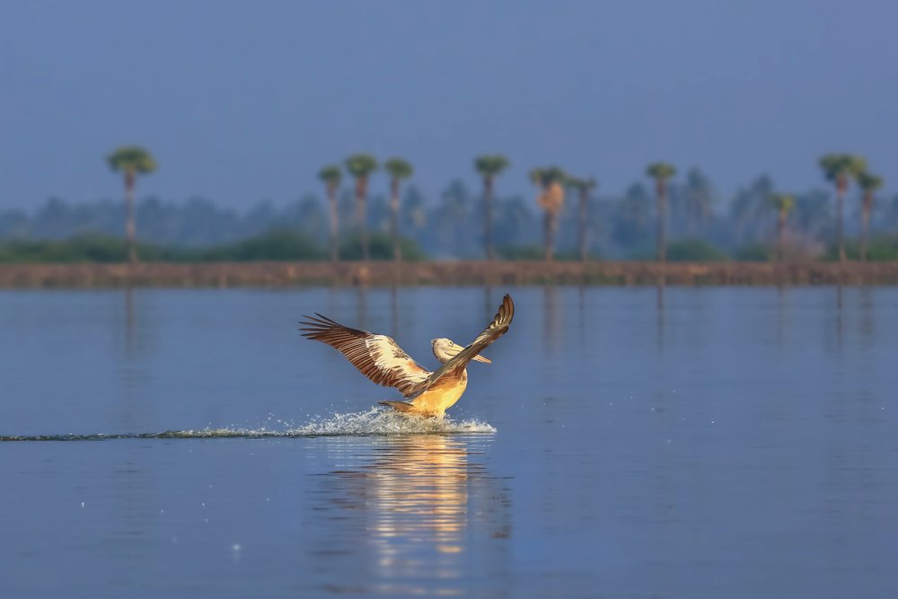 Kolleru Lake